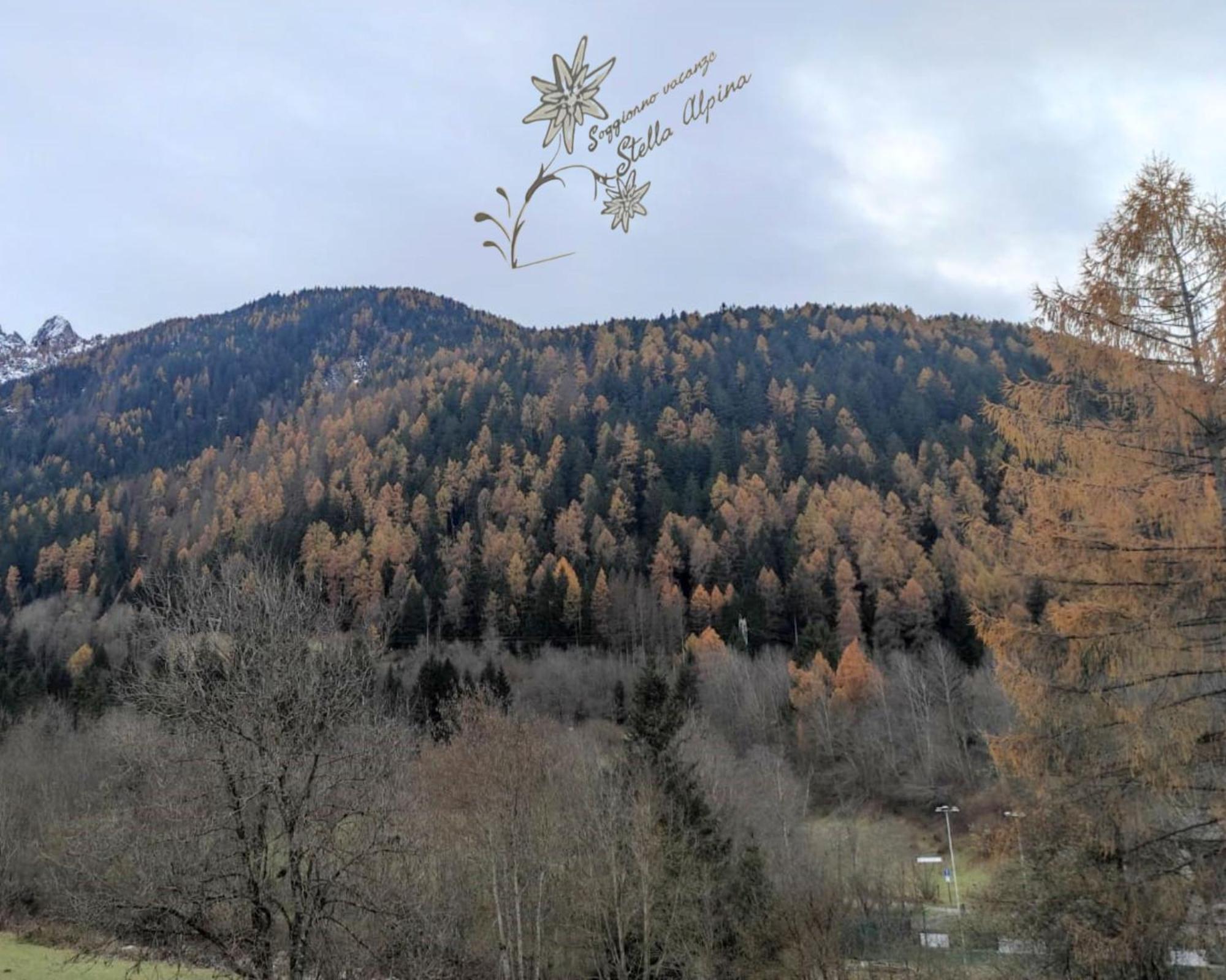 Vacanze Stella Alpina * Temu